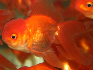 Фото золотая рыбка